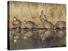 Northern Bobwhite, Texas, USA-Larry Ditto-Stretched Canvas