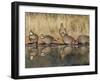 Northern Bobwhite, Texas, USA-Larry Ditto-Framed Premium Photographic Print