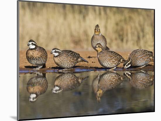 Northern Bobwhite, Texas, USA-Larry Ditto-Mounted Premium Photographic Print