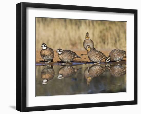 Northern Bobwhite, Texas, USA-Larry Ditto-Framed Photographic Print