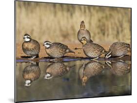 Northern Bobwhite, Texas, USA-Larry Ditto-Mounted Photographic Print