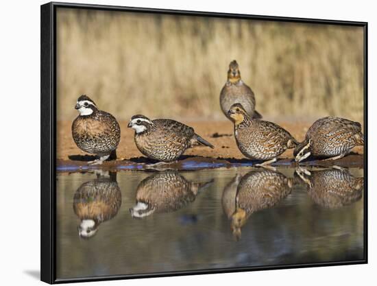 Northern Bobwhite, Texas, USA-Larry Ditto-Framed Photographic Print