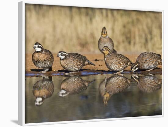 Northern Bobwhite, Texas, USA-Larry Ditto-Framed Photographic Print