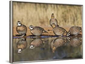 Northern Bobwhite, Texas, USA-Larry Ditto-Framed Photographic Print