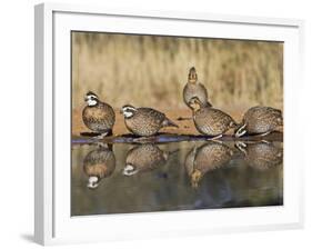 Northern Bobwhite, Texas, USA-Larry Ditto-Framed Photographic Print