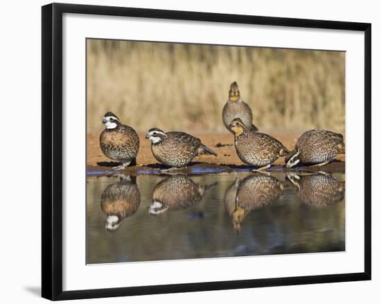 Northern Bobwhite, Texas, USA-Larry Ditto-Framed Photographic Print