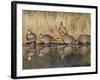 Northern Bobwhite, Texas, USA-Larry Ditto-Framed Photographic Print