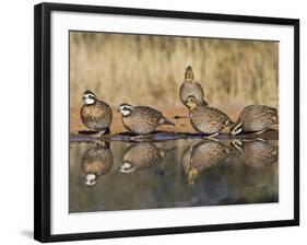 Northern Bobwhite, Texas, USA-Larry Ditto-Framed Photographic Print