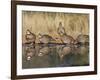 Northern Bobwhite, Texas, USA-Larry Ditto-Framed Photographic Print