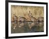 Northern Bobwhite, Texas, USA-Larry Ditto-Framed Photographic Print