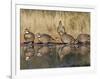 Northern Bobwhite, Texas, USA-Larry Ditto-Framed Photographic Print