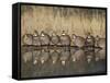 Northern Bobwhite, Texas, USA-Larry Ditto-Framed Stretched Canvas