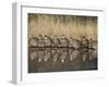 Northern Bobwhite, Texas, USA-Larry Ditto-Framed Photographic Print