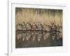 Northern Bobwhite, Texas, USA-Larry Ditto-Framed Photographic Print