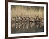 Northern Bobwhite, Texas, USA-Larry Ditto-Framed Photographic Print