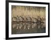 Northern Bobwhite, Texas, USA-Larry Ditto-Framed Photographic Print