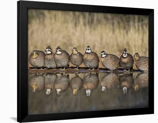 Northern Bobwhite, Texas, USA-Larry Ditto-Framed Photographic Print