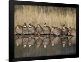 Northern Bobwhite, Texas, USA-Larry Ditto-Framed Photographic Print