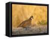 Northern Bobwhite, Texas, USA-Larry Ditto-Framed Stretched Canvas