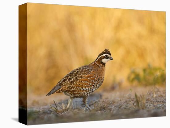 Northern Bobwhite, Texas, USA-Larry Ditto-Stretched Canvas