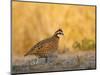 Northern Bobwhite, Texas, USA-Larry Ditto-Mounted Photographic Print