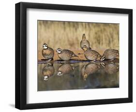 Northern Bobwhite, Texas, USA-Larry Ditto-Framed Photographic Print