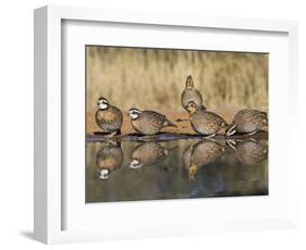 Northern Bobwhite, Texas, USA-Larry Ditto-Framed Photographic Print