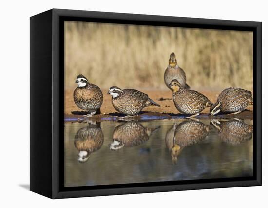 Northern Bobwhite, Texas, USA-Larry Ditto-Framed Stretched Canvas