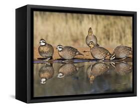 Northern Bobwhite, Texas, USA-Larry Ditto-Framed Stretched Canvas