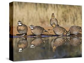 Northern Bobwhite, Texas, USA-Larry Ditto-Stretched Canvas