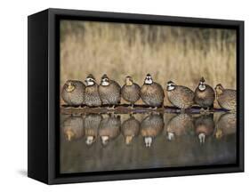 Northern Bobwhite, Texas, USA-Larry Ditto-Framed Stretched Canvas