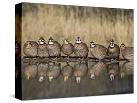 Northern Bobwhite, Texas, USA-Larry Ditto-Stretched Canvas