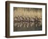 Northern Bobwhite, Texas, USA-Larry Ditto-Framed Photographic Print