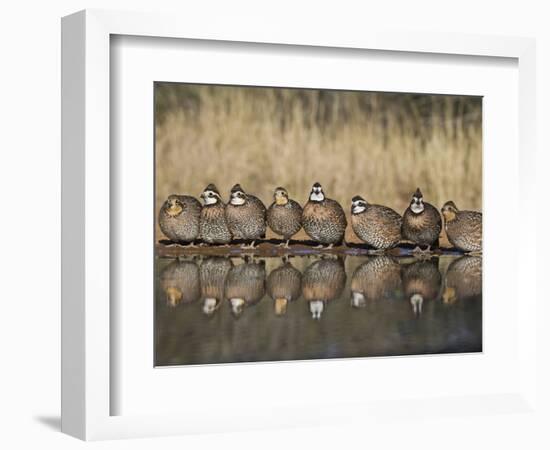 Northern Bobwhite, Texas, USA-Larry Ditto-Framed Photographic Print