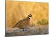 Northern Bobwhite, Texas, USA-Larry Ditto-Stretched Canvas