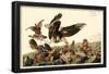 Northern Bobwhite-null-Framed Poster