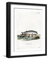 Northern Bottlenose Whale-null-Framed Giclee Print