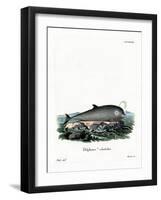 Northern Bottlenose Whale-null-Framed Giclee Print