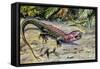 Northern Caiman Lizard (Dracaena Guianensis), Teiidae-null-Framed Stretched Canvas