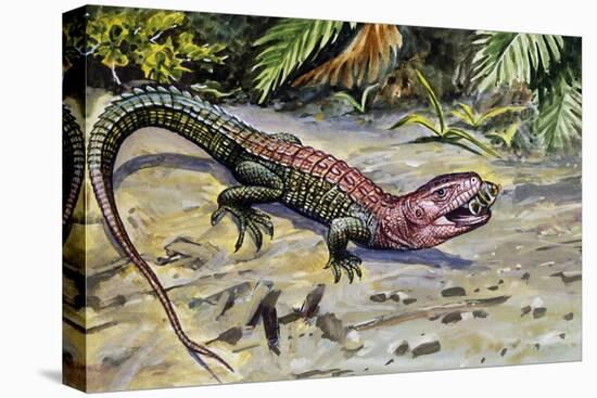 Northern Caiman Lizard (Dracaena Guianensis), Teiidae-null-Stretched Canvas