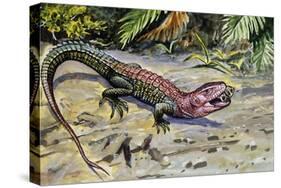 Northern Caiman Lizard (Dracaena Guianensis), Teiidae-null-Stretched Canvas