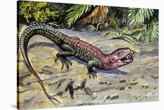 Northern Caiman Lizard (Dracaena Guianensis), Teiidae-null-Stretched Canvas