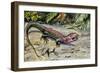 Northern Caiman Lizard (Dracaena Guianensis), Teiidae-null-Framed Giclee Print