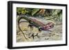 Northern Caiman Lizard (Dracaena Guianensis), Teiidae-null-Framed Giclee Print