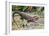 Northern Caiman Lizard (Dracaena Guianensis), Teiidae-null-Framed Giclee Print