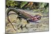 Northern Caiman Lizard (Dracaena Guianensis), Teiidae-null-Mounted Giclee Print