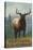 Northern California - Elk Scene-Lantern Press-Stretched Canvas