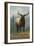 Northern California - Elk Scene-Lantern Press-Framed Art Print