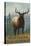 Northern California - Elk Scene-Lantern Press-Stretched Canvas