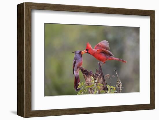 Northern cardinal and Pyrrhuloxia males fighting for a perch.-Larry Ditto-Framed Photographic Print